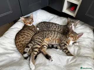 Mixed Breed cats Bengal x Tabby mixbreed. - Advert 17