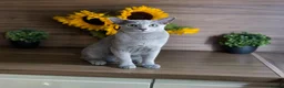 Russian Blue cats for sale: Young Russian Blues - Advert 5