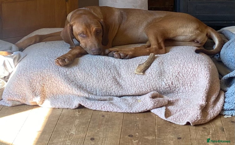 Rhodesian Ridgeback dogs in Grantham - Advert 1