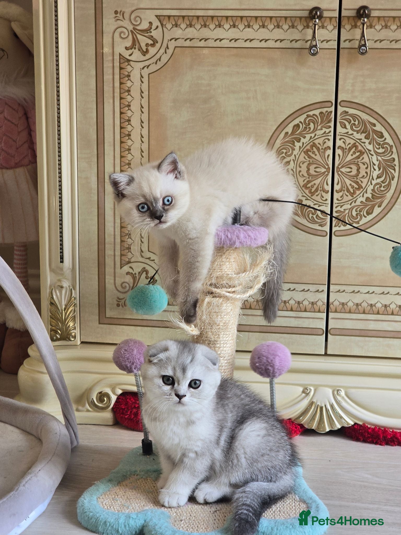 Scottish Fold cats The last kitten left  😸  - Advert 2