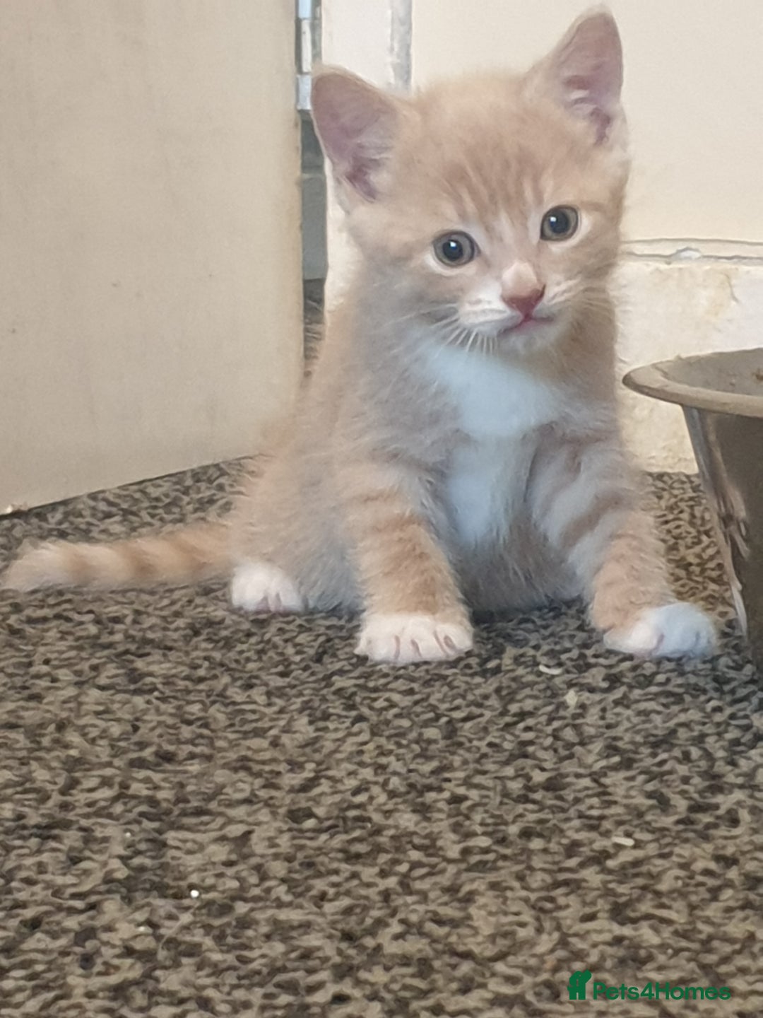 Domestic Shorthair cats for sale: 2 gorgeous ginger boys - Advert 4