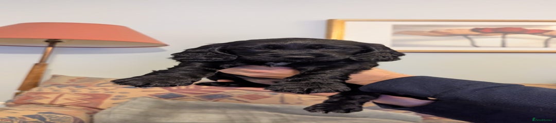 Cocker Spaniel Puppy 4