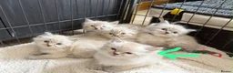 Ragdoll cats for sale: 11 Week Old Female Ragdoll in Manchester - Advert 5