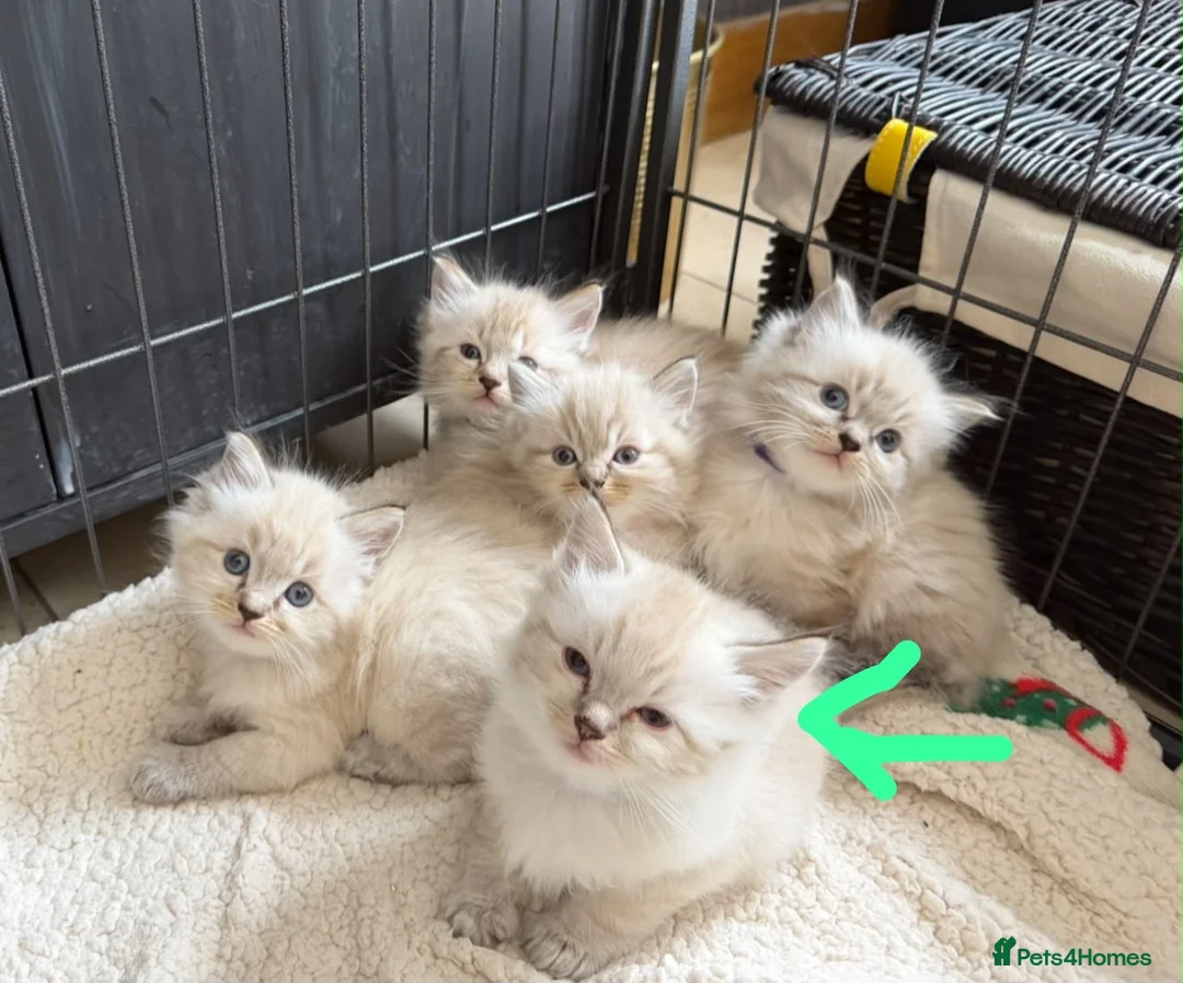 Ragdoll cats for sale: 11 Week Old Female Ragdoll in Manchester - Advert 5