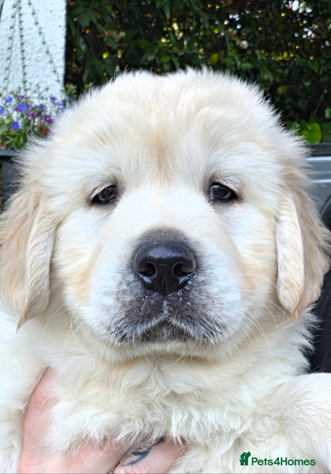 Golden Retriever dogs Gorgeously Massive Golden Retriever  - Advert 2