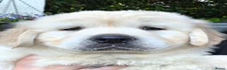 Golden Retriever dogs for sale: Gorgeously Massive Golden Retriever  - Advert 2