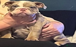 English Bulldog dogs for sale: 11 month old pup  - Image 4