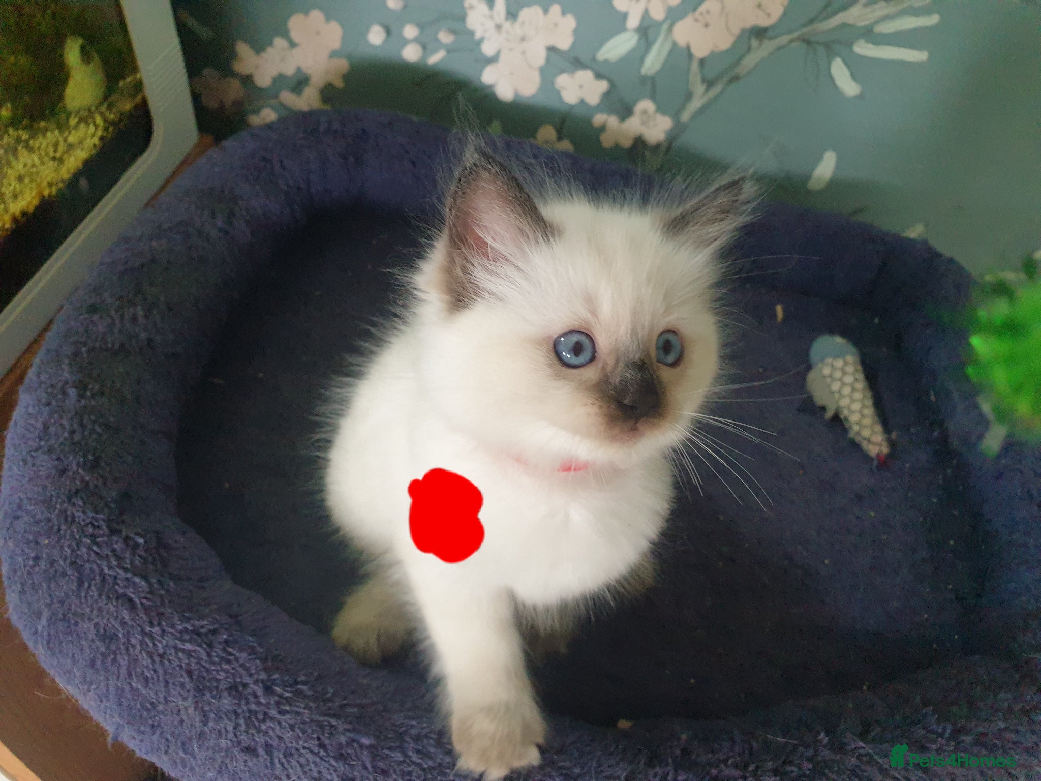 Ragdoll cats for sale: Ragdoll fluffy kittens x 4 chocolate seal point - Advert 10