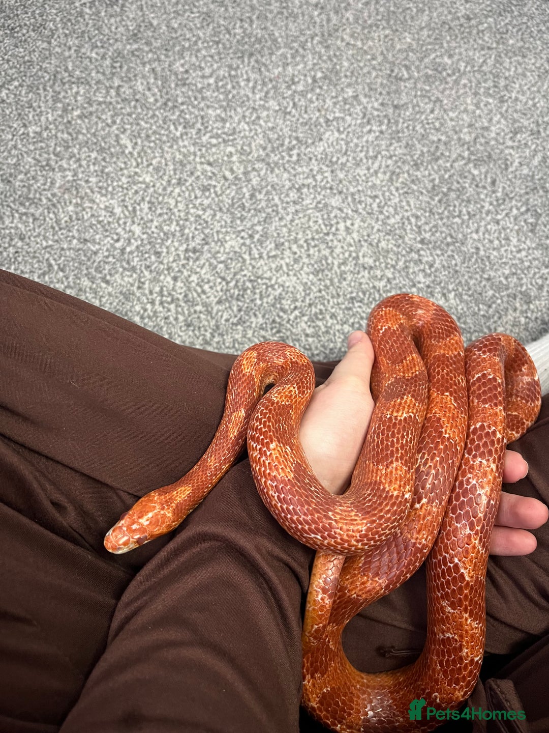 Mixed Breed reptiles for sale: Loads of snakes for rehome!  - Advert 7