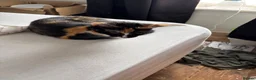 Mixed Breed cats for sale: 5 kittens for sale - Advert 1
