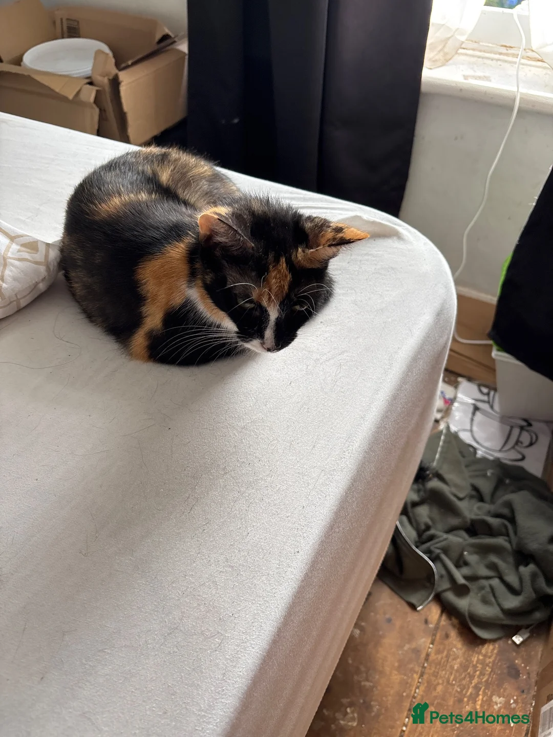 Mixed Breed cats for sale: 5 kittens for sale - Advert 1
