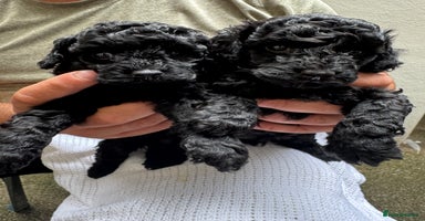 Toy Poodle dogs - Advert 9
