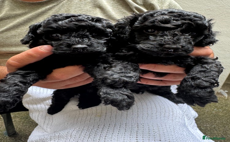 Toy Poodle dogs - Advert 7