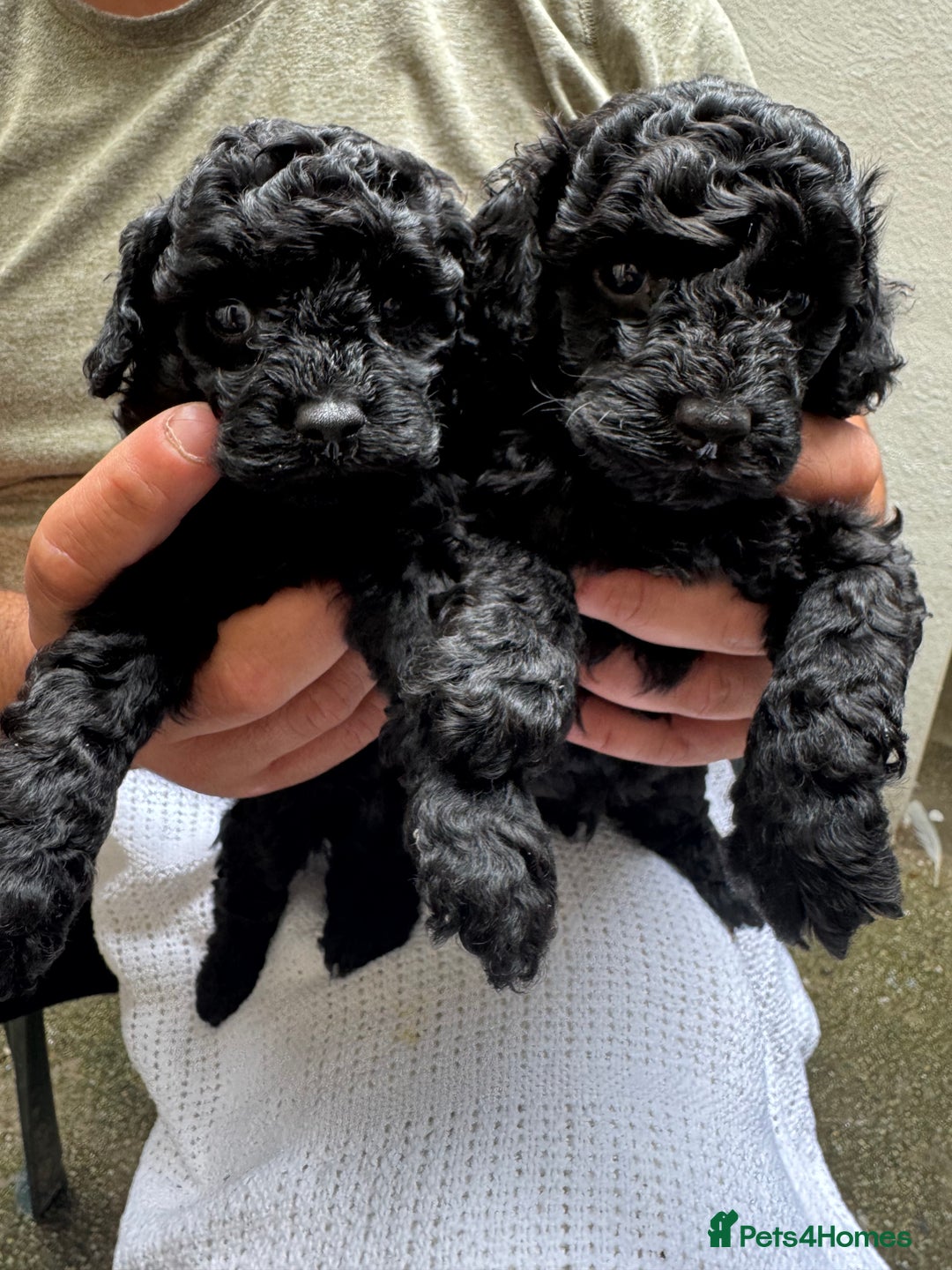 Toy Poodle dogs for sale: Tiny black toy poodle puppies KC registered - Image 1