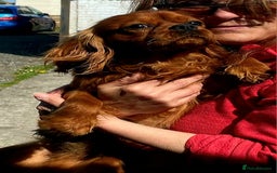 Cavalier King Charles Spaniel dogs for stud: Cavalier KC reg health tested proven stud  - Image 9