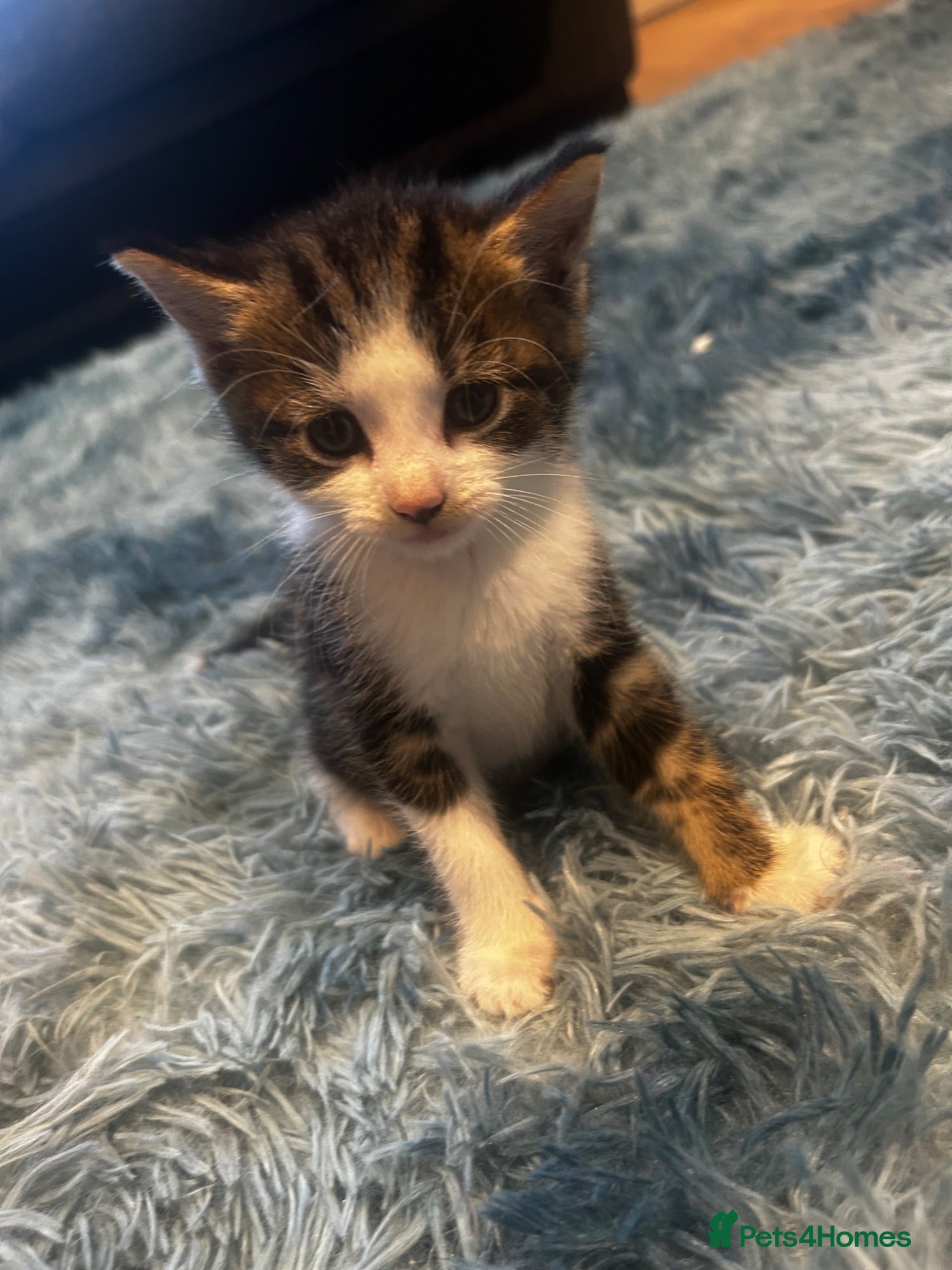 Domestic Shorthair cats Kittens for sale  - Advert 4