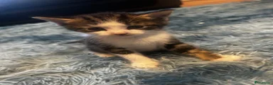 Domestic Shorthair 3