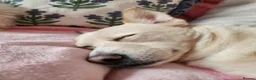 Mixed Breed dogs for sale: Mixed breed For sale  in Didcot - Advert 5