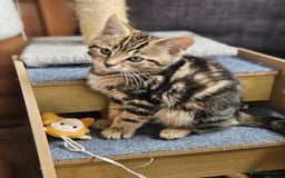 Bengal cats for sale: Adorable Half Bengal Kittens - Image 11