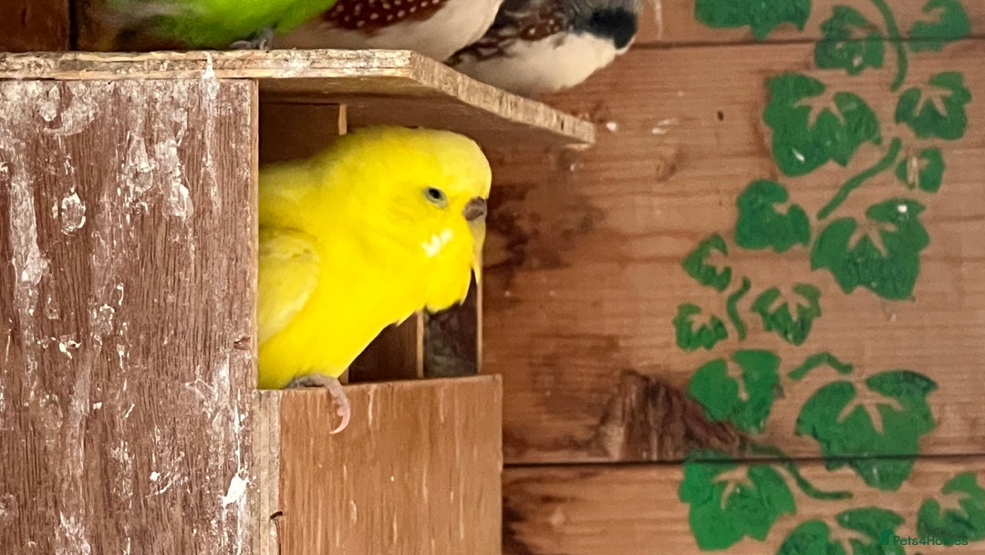Budgerigars birds for sale: Budgies for sale - Image 4