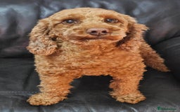 Miniature Poodle dogs for sale: Stunning spayed kc registered female  - Image 7