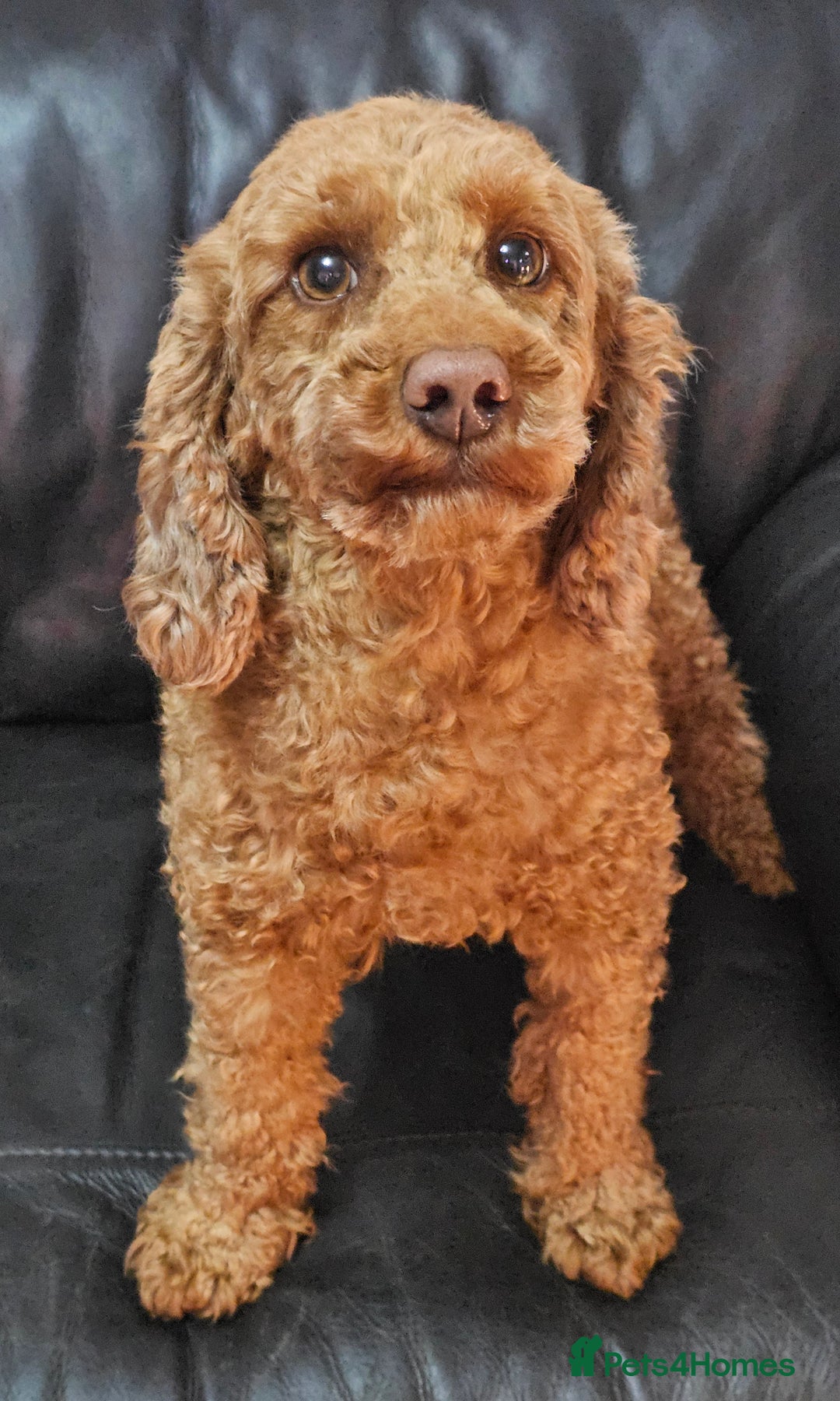 Miniature Poodle dogs for sale: Stunning spayed kc registered female  - Image 7