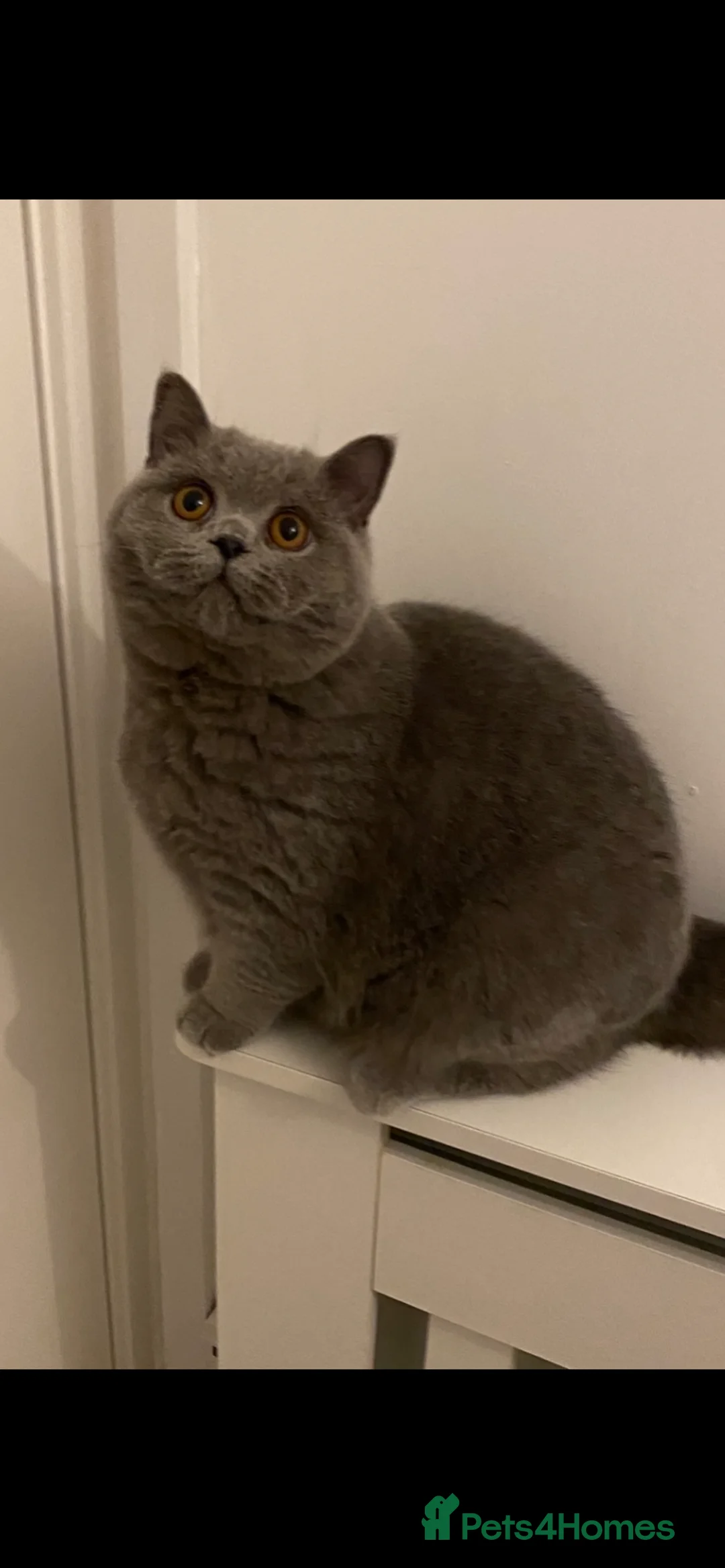 British Shorthair cats for sale: Older kittens for Rehome & Mum  - Advert 1