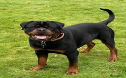 Rottweiler dogs for stud: Outstanding Rottweiler for STUD - Image 4