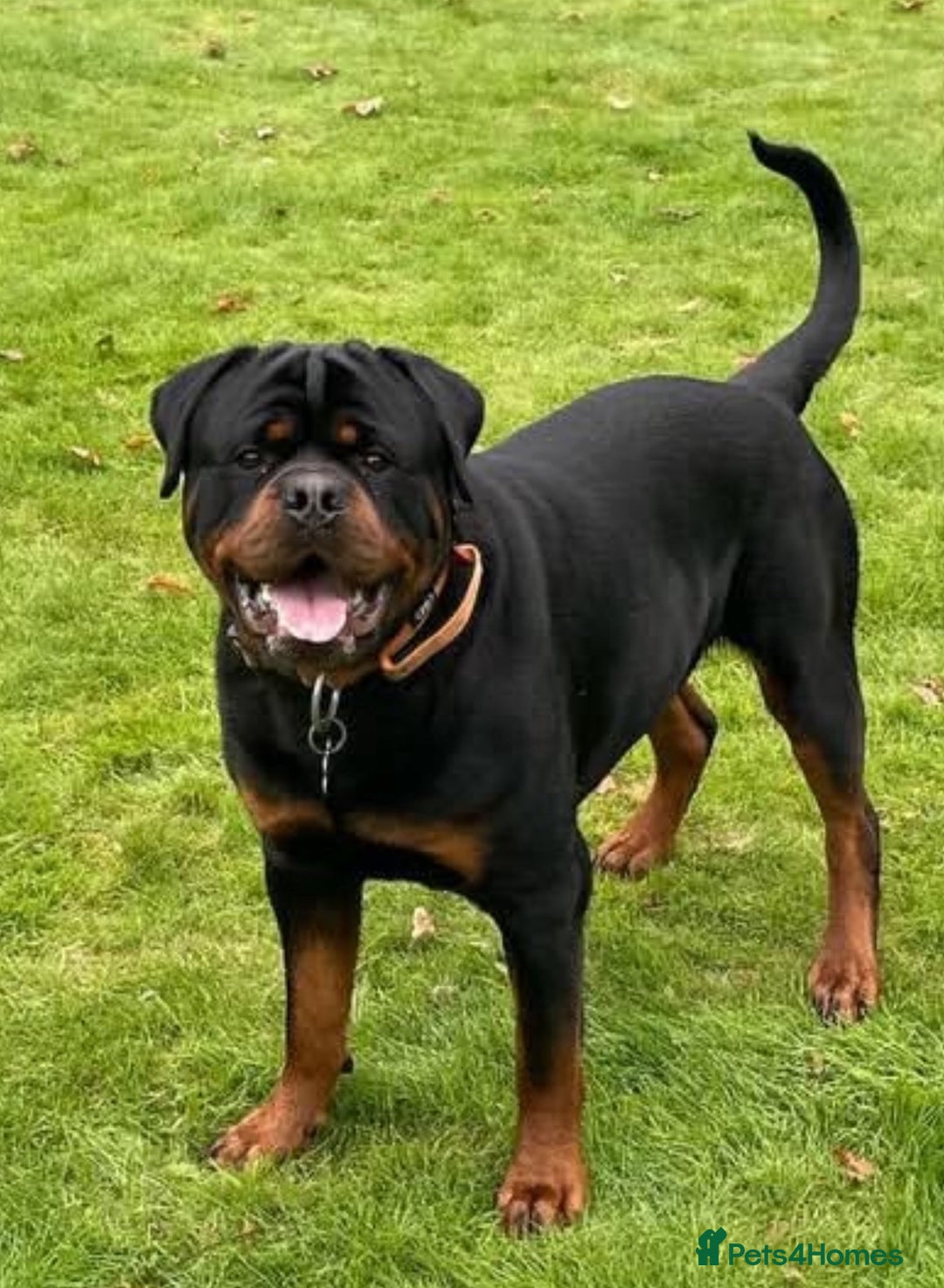 Rottweiler dogs for stud: Outstanding Rottweiler for STUD - Image 4