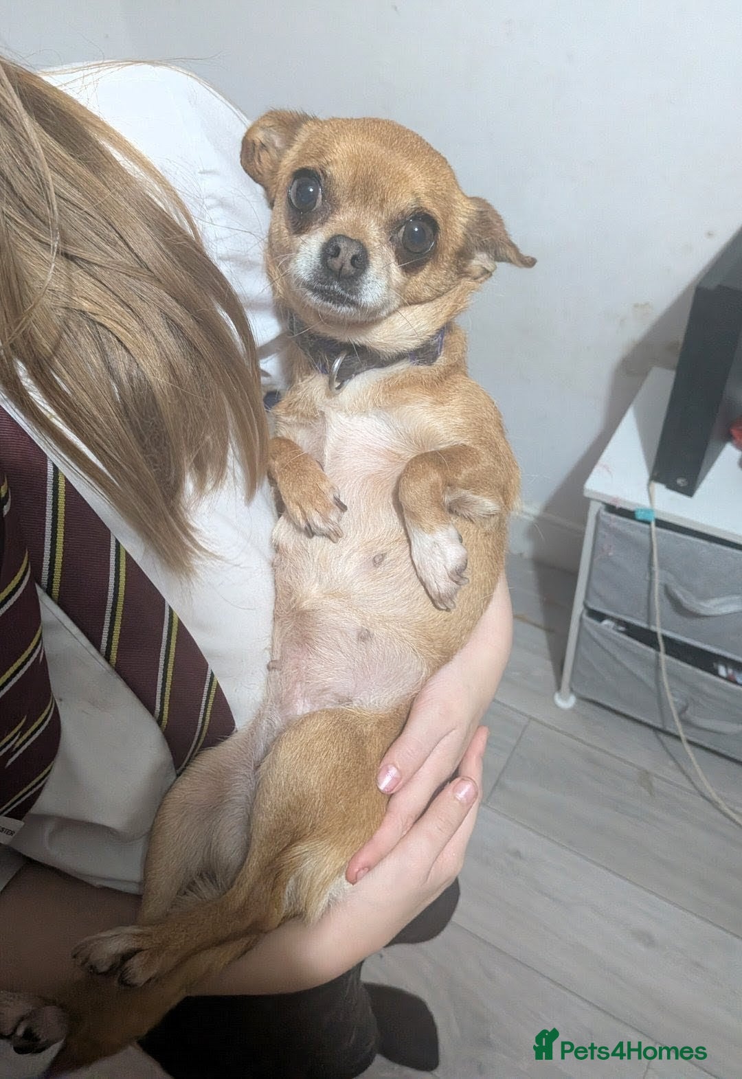 Chihuahua dogs for sale: 5 year old Chihuahua female  - Advert 1