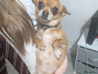 Chihuahua dogs 5 year old Chihuahua female - Advert 2