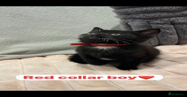 British Shorthair cats - Advert 14