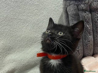 British Shorthair cats - Advert 36