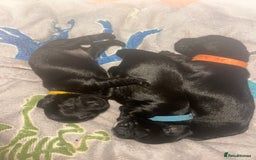 Mixed Breed dogs for sale: 3 beautiful boy yorkipoos   - Image 5