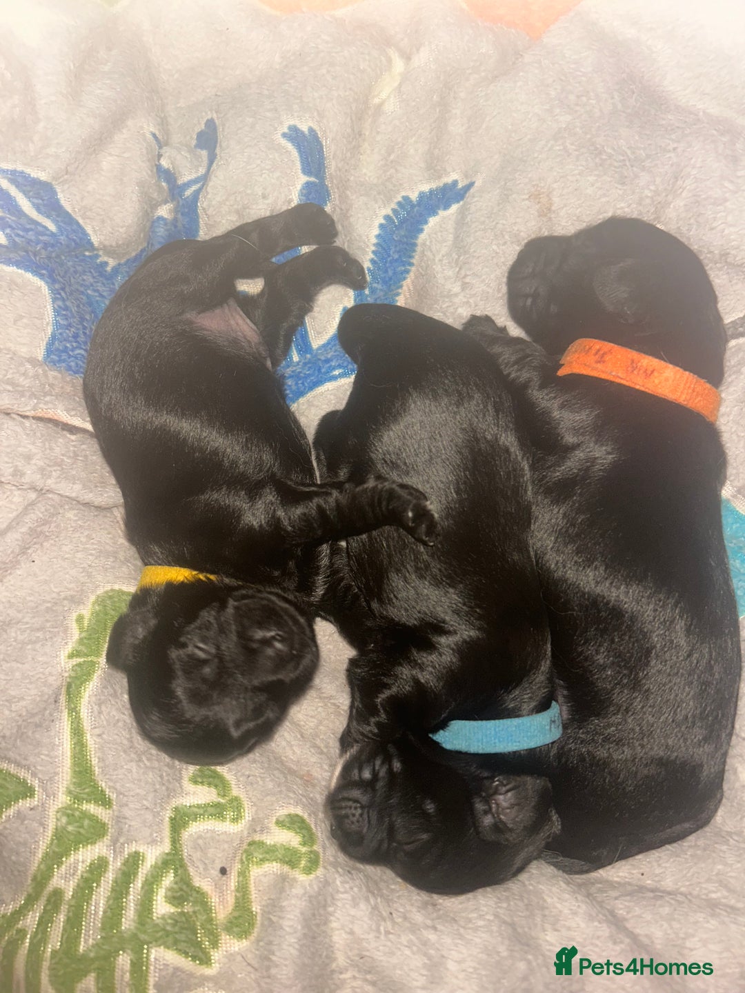 Mixed Breed dogs for sale: 3 beautiful boy yorkipoos   - Image 5