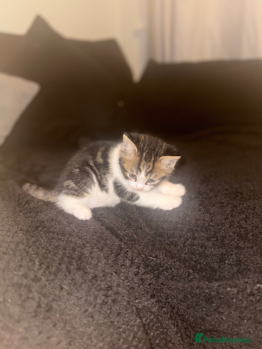 Mixed Breed cats for sale: Kittens  - Image 3