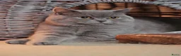 Mixed Breed cats for sale: British Short Hair Cross Kitten  - Advert 3