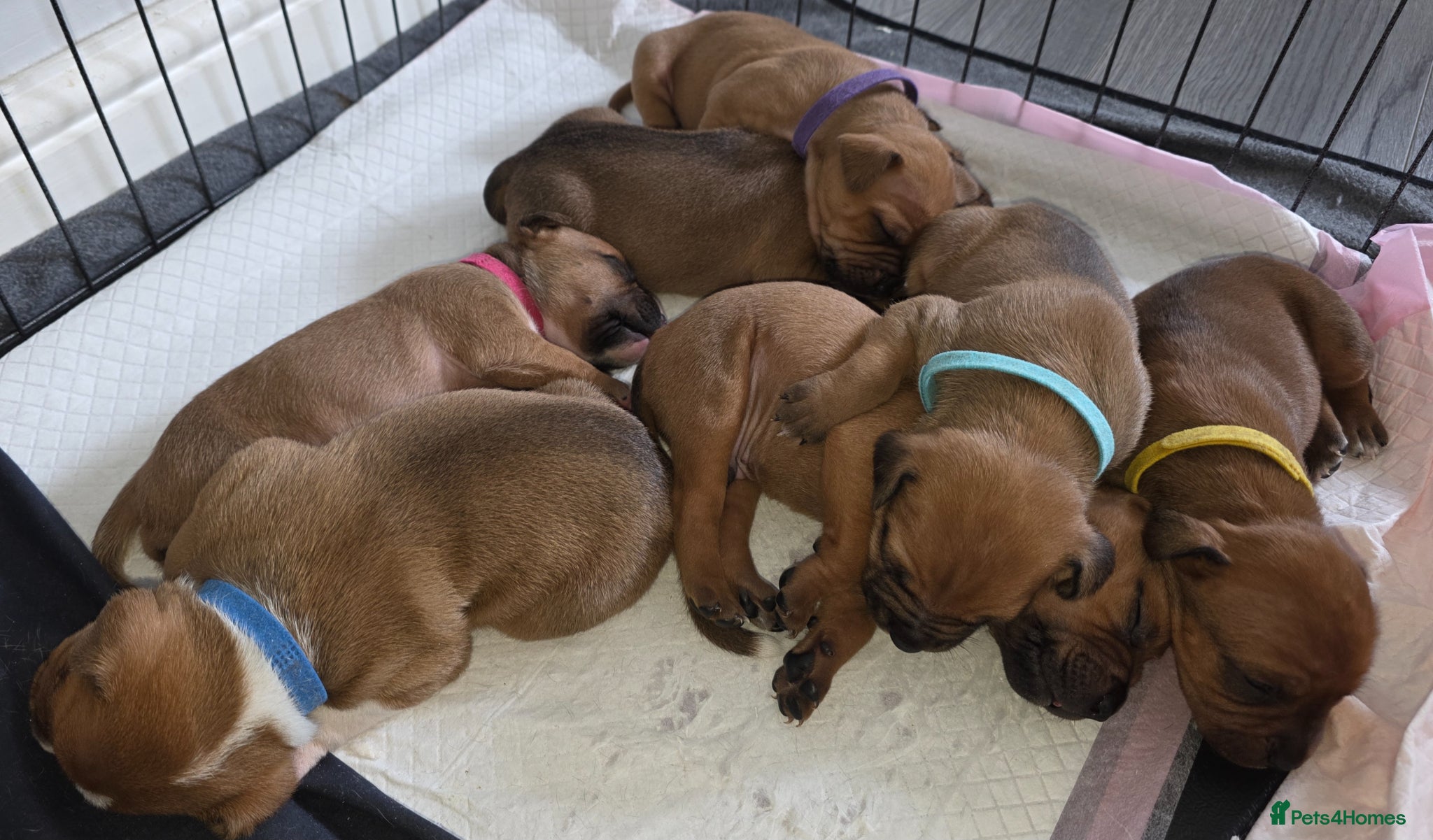 Staffordshire Bull Terrier dogs Staffy Puppies - Advert 3