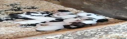English Springer Spaniel dogs for sale: Beautiful springer spaniels - Advert 4