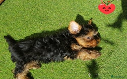 Yorkshire Terrier dogs for sale: Yorkshire terrier boys 13 weeks old - Image 8