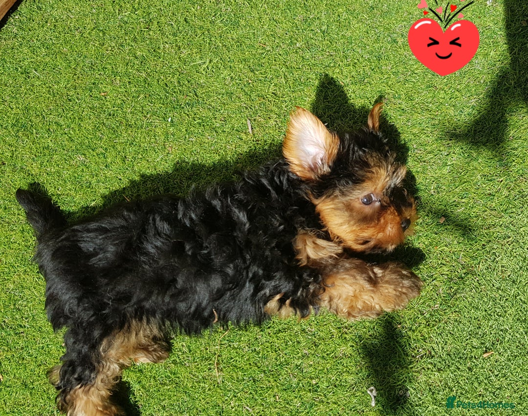 Yorkshire Terrier dogs for sale: Yorkshire terrier boys 13 weeks old - Image 8