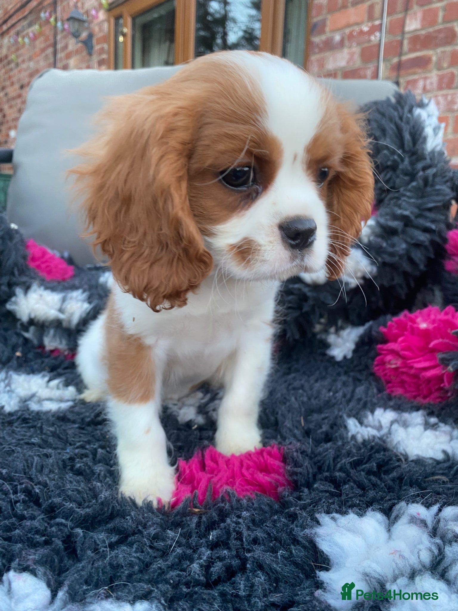 Cavalier King Charles Spaniel dogs for sale: Cavalier King Charles  - Advert 5