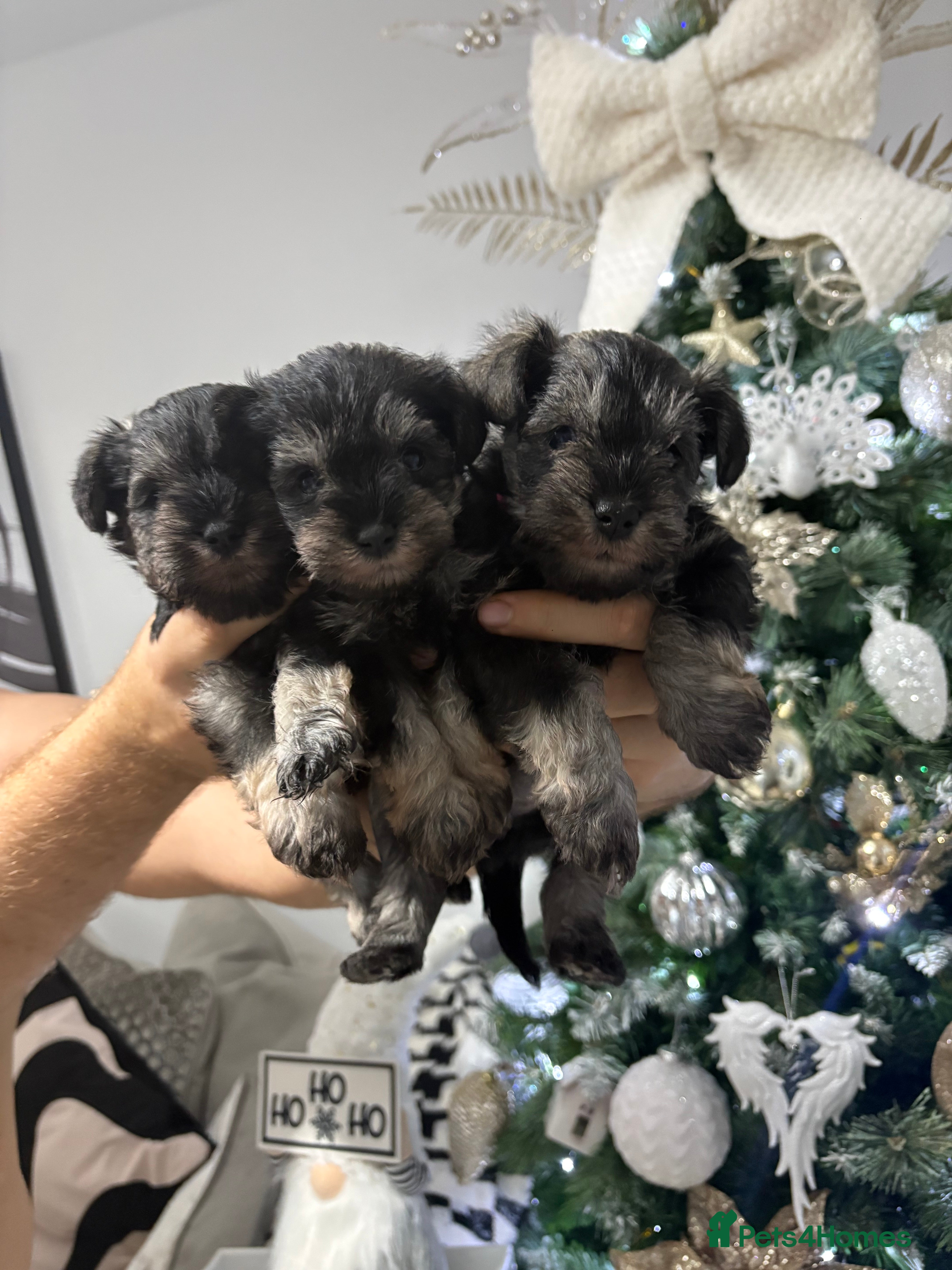 Miniature Schnauzer dogs Scrumptious kc reg pepper & salt mini schnauzers  - Advert 3