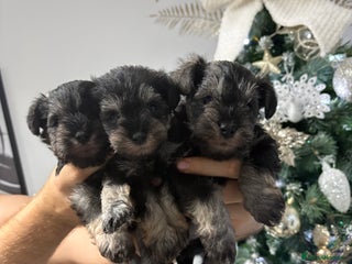 Miniature Schnauzer dogs Scrumptious kc reg pepper & salt mini schnauzers - Advert 15
