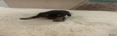Dachshund 3