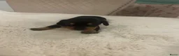 Dachshund dogs for sale: 7 beautiful puppy’s looking for a forever home.  - Advert 10