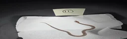 Corn Snake reptiles for sale: Various baby corn snakes unsexed x13 Bolton - Advert 11