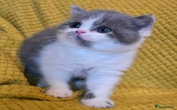 British Shorthair cats for sale: ONE GIRL LEFT GCCF reg BSH kittens - Image 29