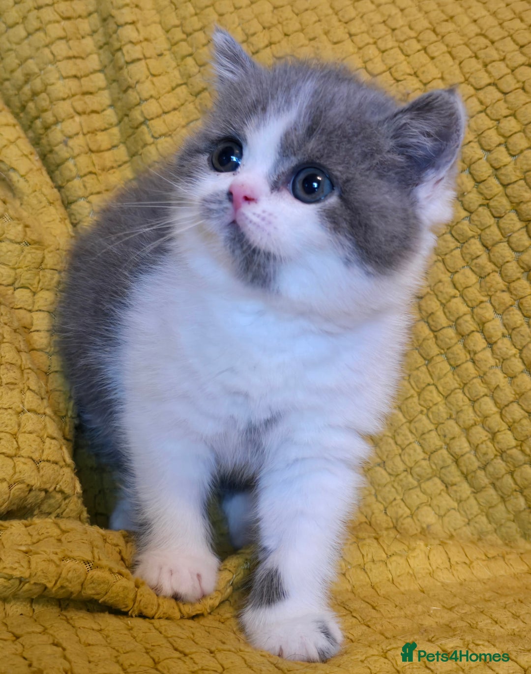 British Shorthair cats for sale: ONE GIRL LEFT GCCF reg BSH kittens - Image 29