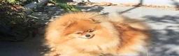 Pomeranian dogs for sale: Champion line Bear type Poms  - Advert 27